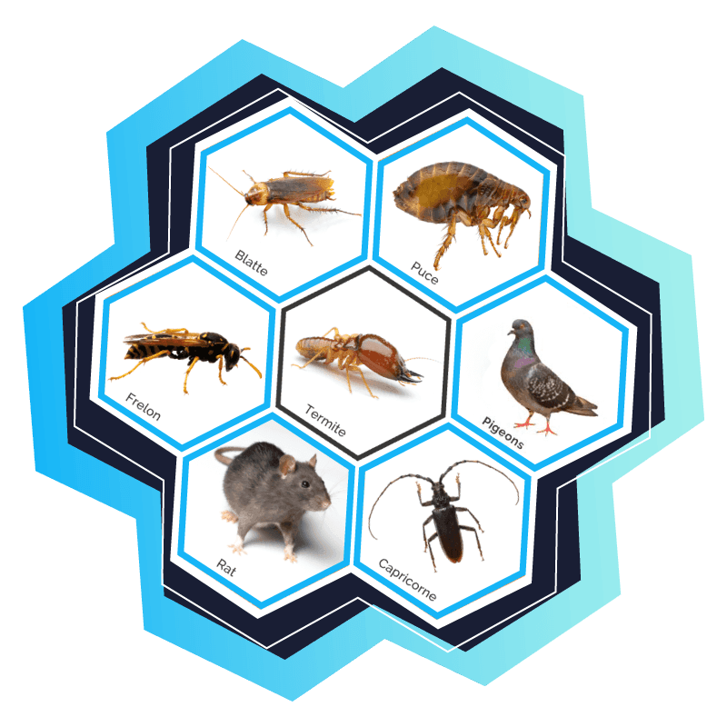 Désinsectisation complète pour tous types d'insectes rampants